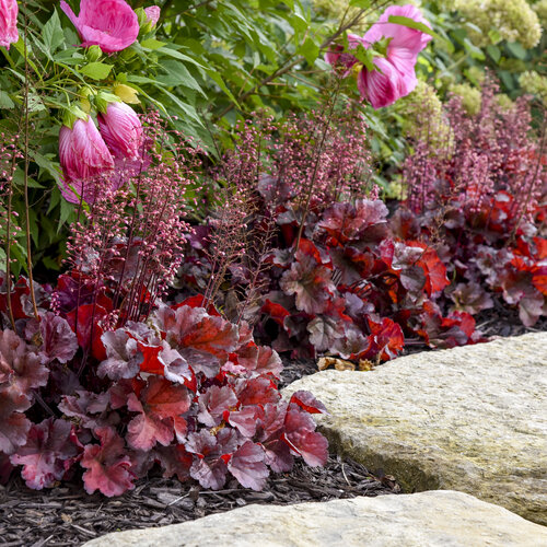 Primo® 'Mahogany Monster' - Coral Bells - Heuchera hybrid