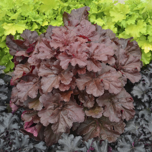 heuchera_mahogany_monster_cjw16_4.jpg