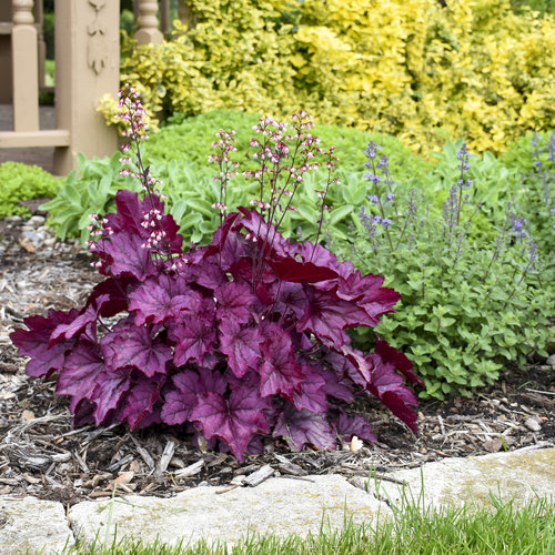 heuchera_wild_rose_6.jpg