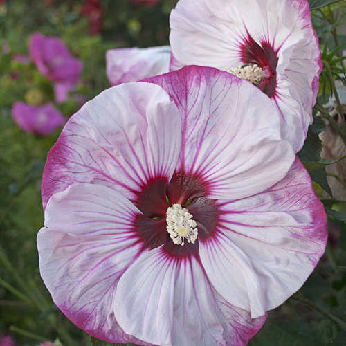 Summerific® 'Cherry Cheesecake' Rose Mallow Hibiscus hybrid
