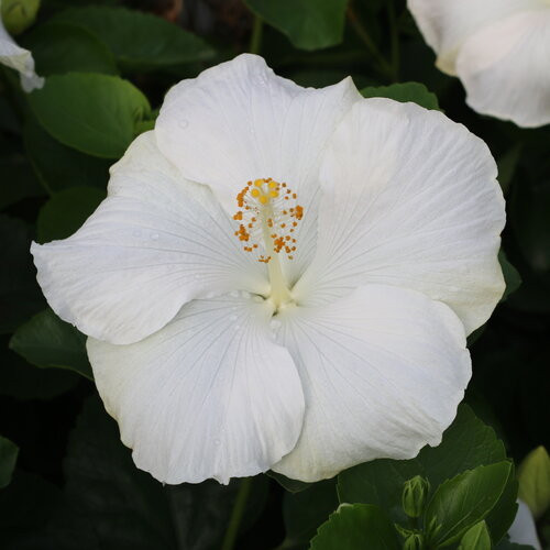 Hollywood Hibiscus™ Earth Angel™ - Tropical Hibiscus - Hibiscus rosa-sinensis