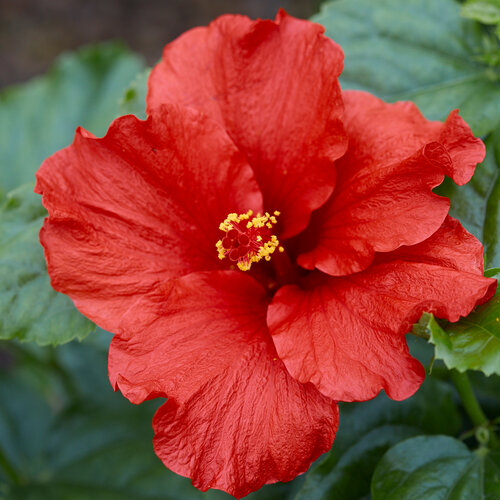 Hollywood Hibiscus™ First to Arrive™ - Tropical Hibiscus - Hibiscus rosa-sinensis