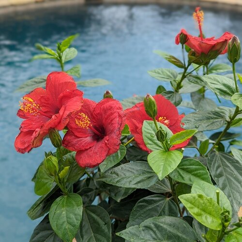 Hollywood Hibiscus™ Hot Shot™ - Tropical Hibiscus - Hibiscus rosa-sinensis