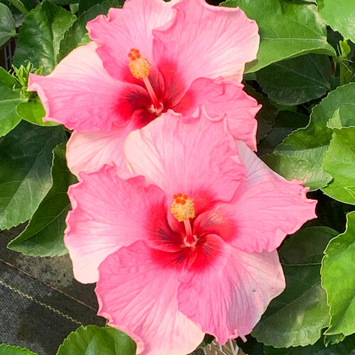 Hollywood Hibiscus™ Trophy Wife™ - Tropical Hibiscus - Hibiscus rosa-sinensis