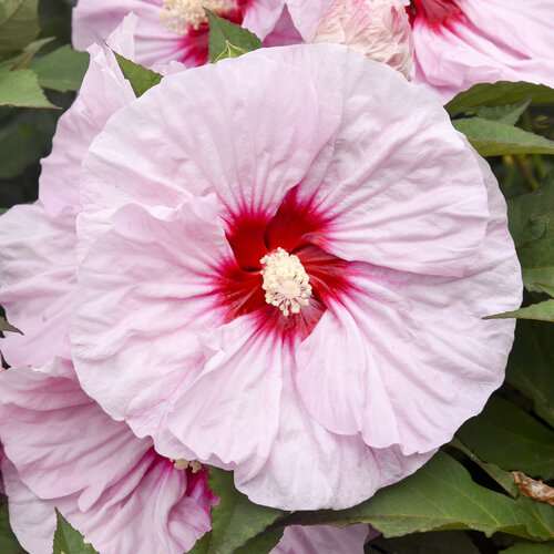 Summerific® 'All Eyes on Me' - Rose Mallow - Hibiscus hybrid