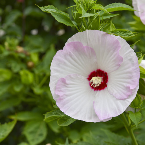 hibiscus_ballet_slippers_apj20_2.jpg