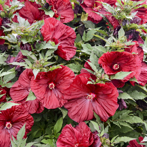 'Blackberry Merlot' Rose Mallow Hibiscus hybrid Proven Winners