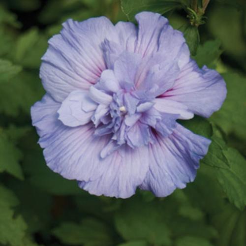 hibiscus_blue_chiffon_4927.jpg