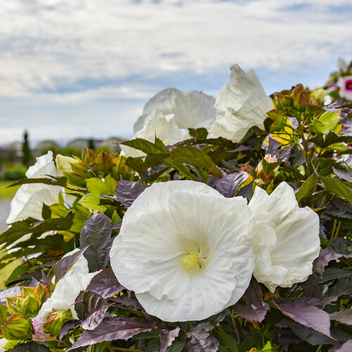 Summerific® 'Cookies and Cream' - Rose Mallow - Hibiscus hybrid