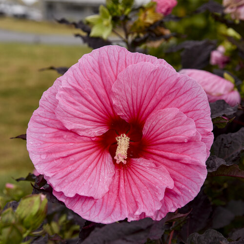 hibiscus_edge_of_night_apj20_3.jpg