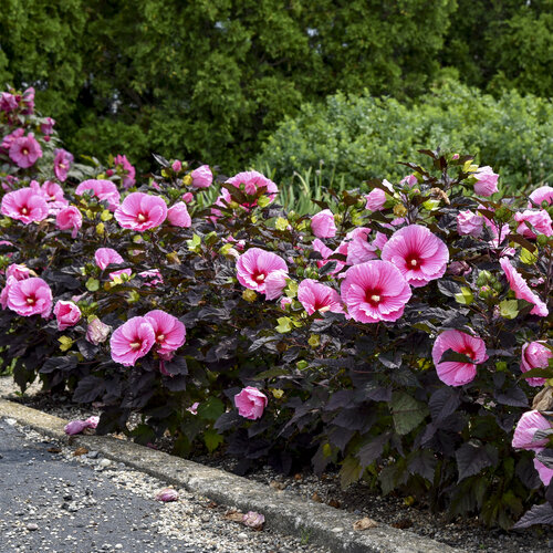 Summerific® 'Edge of Night' - Rose Mallow - Hibiscus hybrid