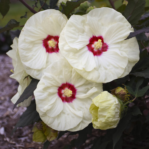 Summerific® 'French Vanilla' - Rose Mallow - Hibiscus hybrid
