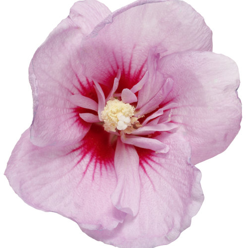 hibiscus_lavender_chiffon_06.jpg