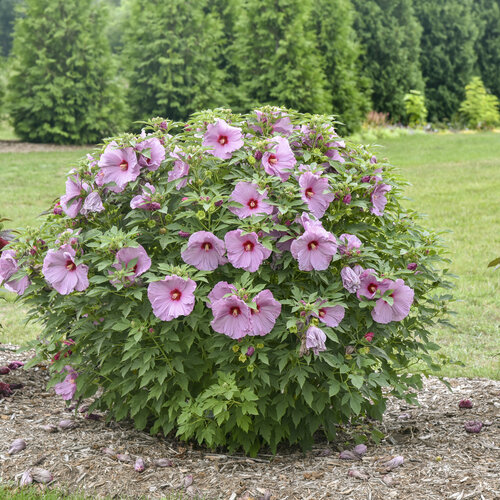 hibiscus_lilac_crush_apj22_2.jpg