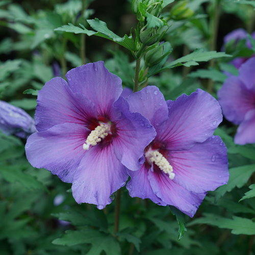 Paraplu Violet Rose Of Sharon Hibiscus X Proven Winners