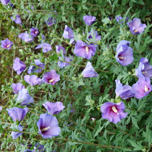 hibiscus_paraplu_violet_p1078658.jpg