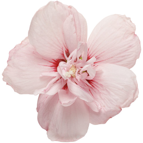 hibiscus_pink_chiffon_01.jpg