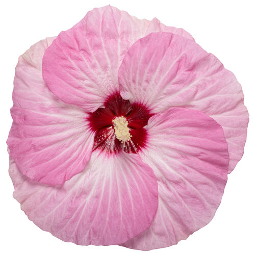 hibiscus_summerific_spinderella_macro_01.jpg