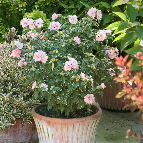 Gallon Potted Rose of Sharon 2-4 Tall Double Bloom Pink Althea 1 Plant by Growers Solution Bush/Shrub Healthy Established 