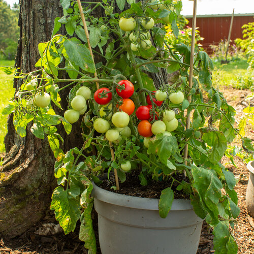 High Summer™ Abundia - Dwarf Tomato - Solanum lycopersicum