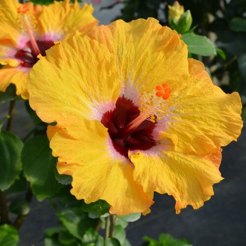 Hollywood Hibiscus™ Golden Globe™ - Tropical Hibiscus - Hibiscus rosa-sinensis