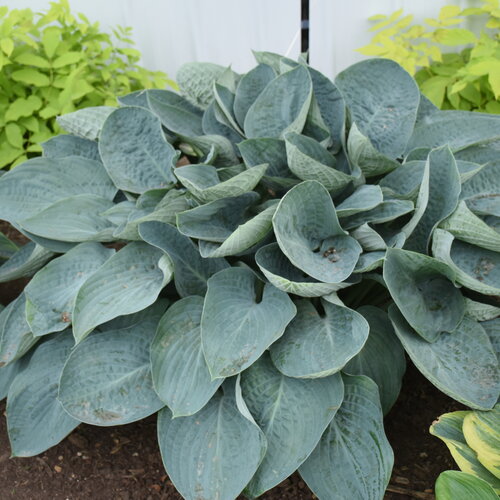 Shadowland® 'Above the Clouds' - Hosta hybrid