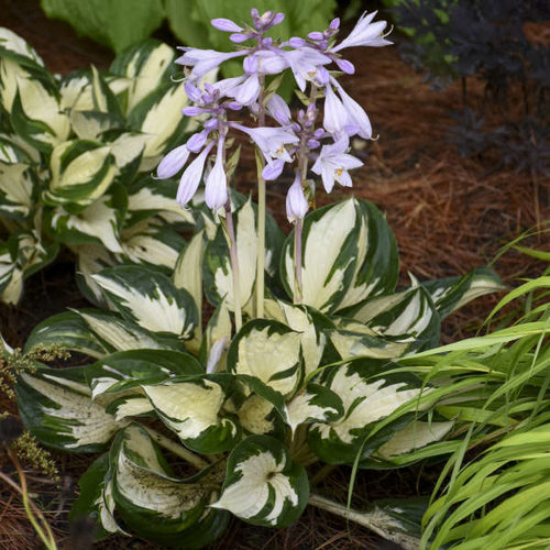 Fire and Ice - Hosta hybrid