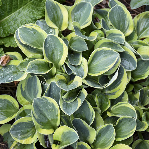 Spring Shipping Hosta Plant *School Mouse