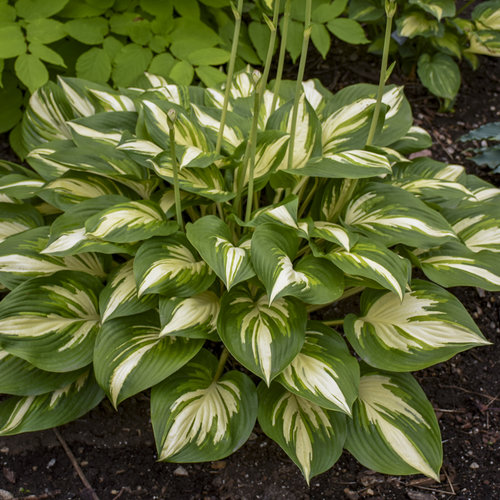 hosta_miss_america_apj18_3.jpg