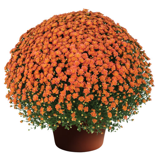 Jacqueline™ Orange Fusion - Garden Mum - Chrysanthemum morifolium