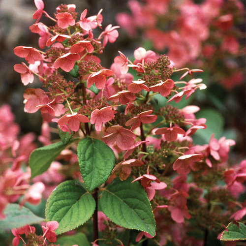 Image of Quick Fire hydrangea cut flowers