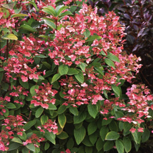 Image of Quick Fire panicle hydrangea