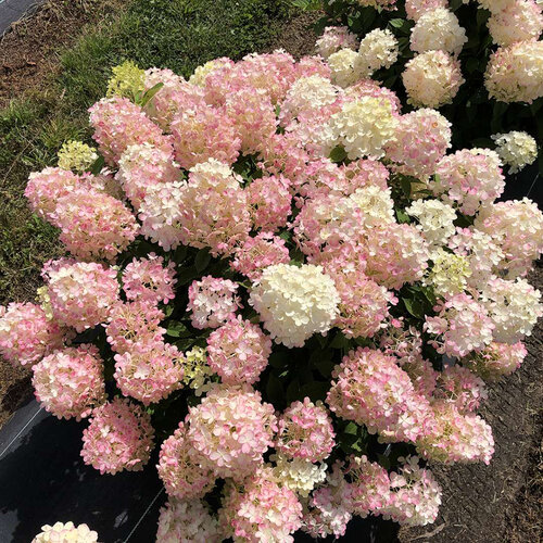 Image of Firelight Tidbit panicle hydrangea