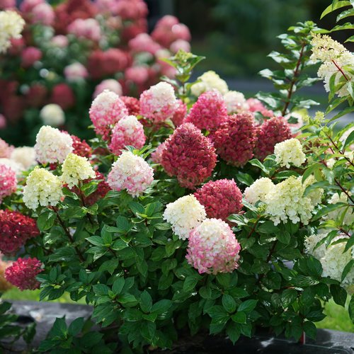 Image of Little Lime panicle hydrangea pink blooms