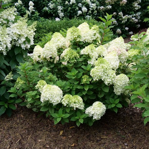 Dried Hydrangea Flowers on Medium Stems 5 Pink, Cream, and Lime