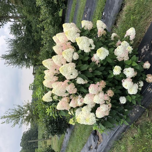 Image of Quick Fire Fab hydrangea in garden