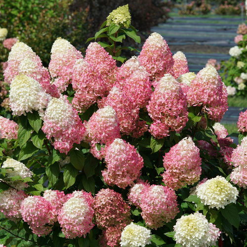 Image of Quick Fire Fab hydrangea full bloom