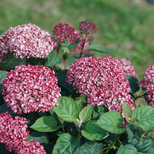 Invincibelle Garnetta® - Smooth hydrangea - Hydrangea arborescens