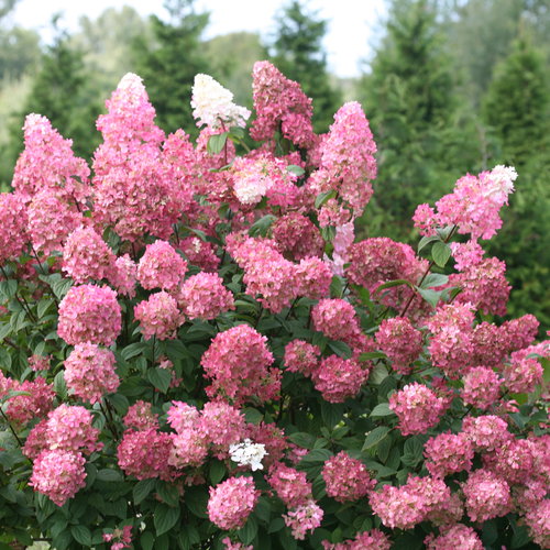 Fire Light Panicle Hydrangea Hydrangea Paniculata Proven Winners