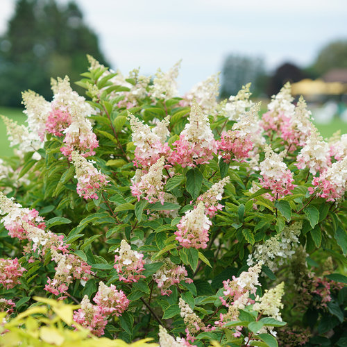 Image of Pinky winky hydrangea flower