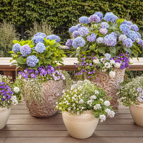 hydrangea_patio_076.jpg