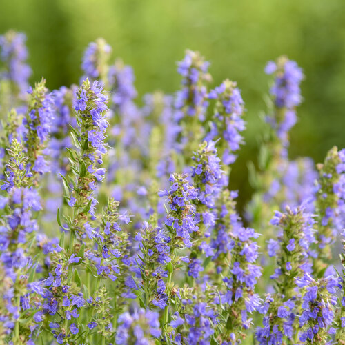 Nectar Ninja' - Hyssopus officinalis | Proven Winners