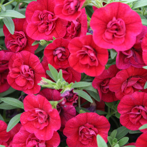 Superbells® Double Ruby - Double Calibrachoa - Calibrachoa hybrid