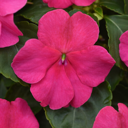 Beacon™ Rose - Walleriana Impatiens - Impatiens walleriana