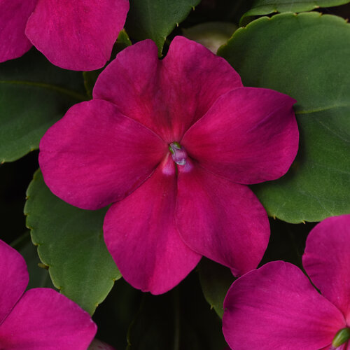 Beacon™ Violet Shades - Walleriana Impatiens - Impatiens walleriana