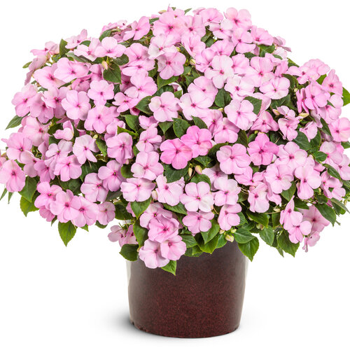 Beauty Shot: Soprano® Pastel Pink - bedding impatiens