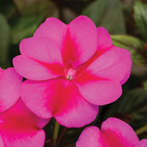 SunPatiens® Compact Purple Candy II - Impatiens  