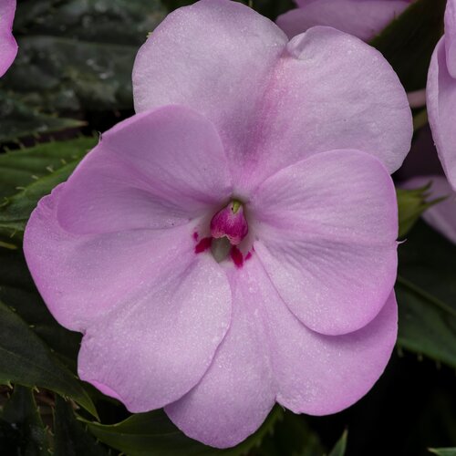 SunPatiens® Compact Orchid Blush - Impatiens x hybrida