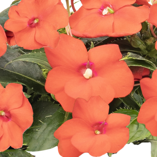 SunPatiens® Compact Scarlet Orange - Impatiens