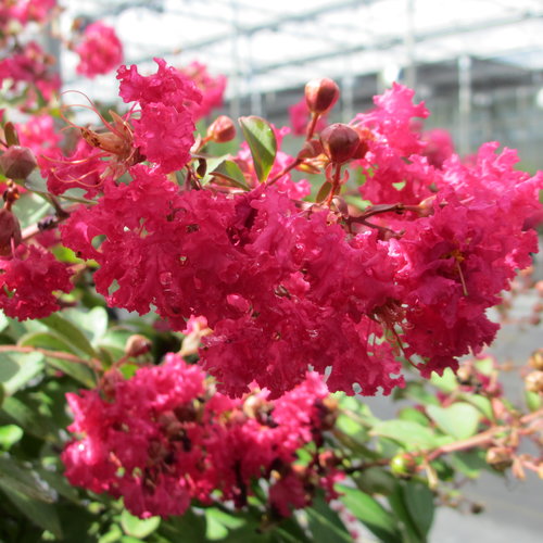 Infinitini Watermelon® - Crapemyrtle - Lagerstroemia indica